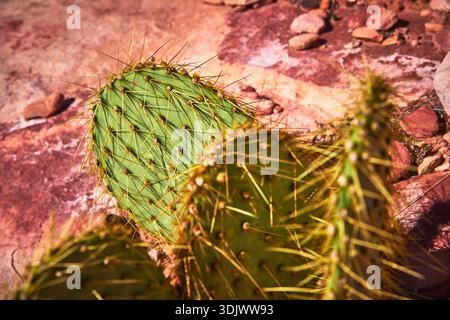 Cactus di fichi d'India da vicino con spine illuminate dal sole sul terreno del deserto roccioso Foto Stock