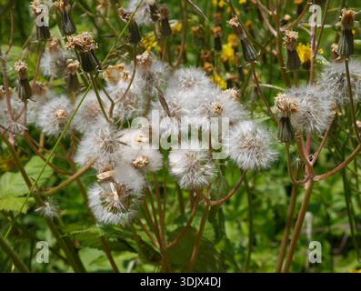 Le teste dei semi di un dente di leone della famiglia delle Asteraceae, in uno stato pronto per la dispersione dei semi Foto Stock