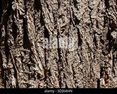 Primo piano della corteccia di un albero di olmo maturo Foto Stock