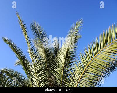 La cima di una palma da dattero delle Isole Canarie, Phoenix canariensis Foto Stock