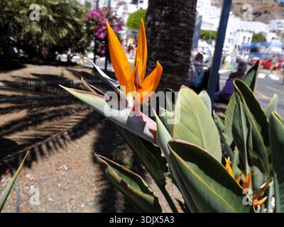 Una pianta Bird of Paradise, nota anche come Strelitzia reginae. Foto Stock
