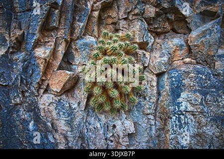 Grappolo di cactus che cresce sulla parete rocciosa del deserto Textured Nature Close Up Foto Stock