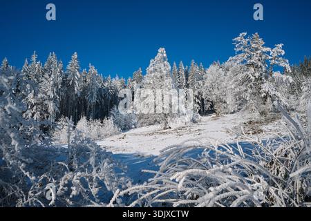 Paesaggio boschivo innevato in una giornata invernale di sole. Alberi ghiacciati e cespugli ricoperti di ghiaccio sotto un cielo blu profondo creano una tranquilla e incontaminata scena naturale invernale. Foto Stock