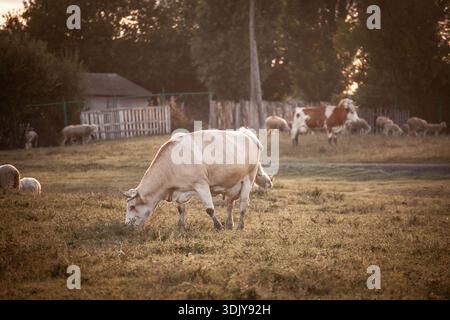 Le mucche bianche pascolano in un pascolo a Zasavica, Vojvodina, Serbia durante l'ora d'oro. Calmare la scena rurale con altri bovini e pecore sullo sfondo, fattoria Foto Stock