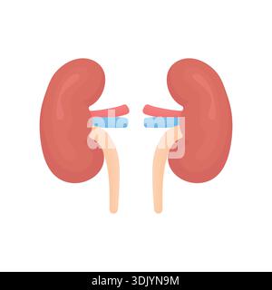 Illustrazione vettoriale dei reni umani. Icona degli organi interni isolati in stile piatto per l'uso di strutture sanitarie, didattiche, infografiche, web e concetti medici. Illustrazione Vettoriale