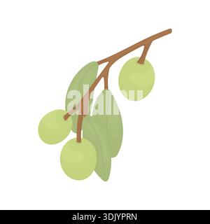 Olive verdi su un ramo con foglie. Olivo. Simbolo dell'olio d'oliva. Illustrazione Vettoriale