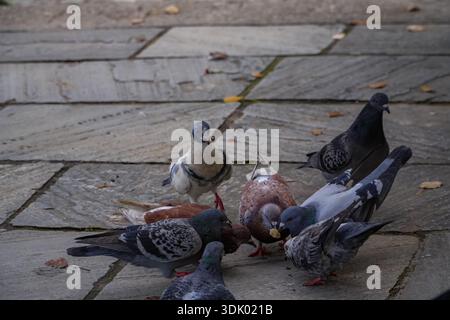 I piccioni selvatici, Columba livia, si sono riuniti su lastre di pietra grigia che si nutrono di cibo sparso in un'area pubblica di Atene, in Grecia. Scena degli uccelli della città. Foto Stock