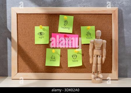 Un cartone mostra note adesive colorate con icone e testo che illustrano la vista, l'udito, il tatto, l'odore e il gusto dei cinque organi SENSE. Foto Stock