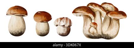 Una serie di funghi aspen. Molti funghi diversi. Tappo marrone e stelo bianco. Raccolta forestale autunnale. Illustrazione acquerello isolata dal Foto Stock