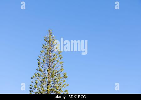 Vista ad angolo basso di un alto e stretto albero di pino cuoco (Araucaria columnaris) con rami stratificati e fogliame verde contro un cielo azzurro Foto Stock