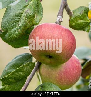 Apfel (Malus domestica 'Baumann's Reinette') Foto Stock