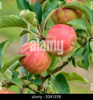 Apfel (Malus domestica 'Karneval') Foto Stock
