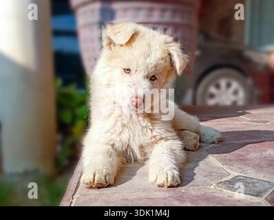 I White Husky sono una rara, sorprendente e pura variante bianca della razza Siberian Husky, con doppi cappotti densi Foto Stock