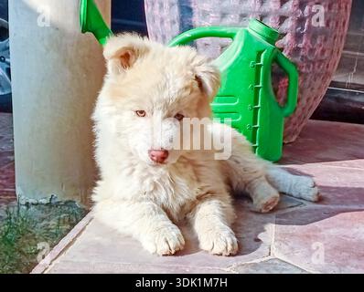 I White Husky sono una rara, sorprendente e pura variante bianca della razza Siberian Husky, con doppi cappotti densi Foto Stock