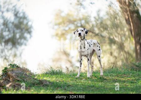 Cane dalmata in piedi sul pavimento della foresta in una luce naturale soffusa. Foto Stock
