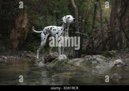 Cane dalmata in piedi su rocce in un tranquillo ruscello boscoso. Foto Stock