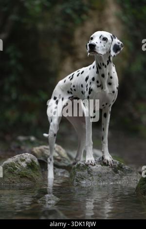 Cane dalmata in piedi con orgoglio sulla pietra nel ruscello della foresta. Foto Stock