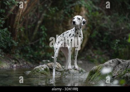 Cane dalmata in guardia sulla pietra circondato dall'acqua della foresta. Foto Stock