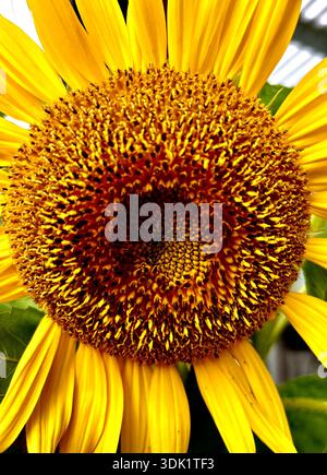 Primo piano di un girasole in fiore che mostra la testa dei semi dettagliata e i petali gialli. Foto Stock