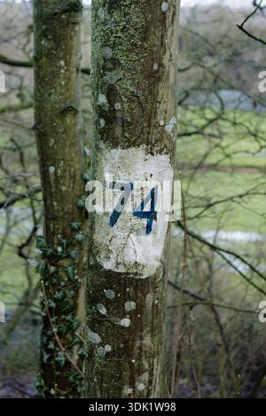 Tronco di un albero in un'area boschiva contrassegnato con una toppa dipinta di bianco e il numero 74 in blu, utilizzato per scopi forestali o di indagine ambientale. Foto Stock