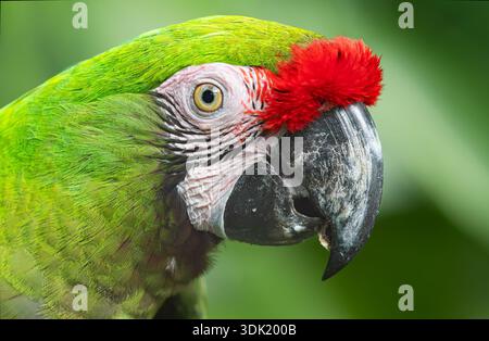 Vista ravvicinata laterale di un Macaw militare (Ara militaris) Foto Stock