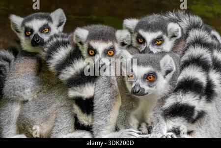 Gruppo di lemuri a coda ad anello (Lemur catta) - vista frontale ravvicinata Foto Stock