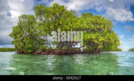 Un albero di mangrovie rosse autoctone che cresce in acque poco profonde a nord di Sainte-Rose, isola caraibica della Guadalupa Foto Stock
