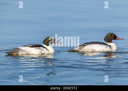 Goosander; Mergus Merganser; nuoto; Regno Unito Foto Stock