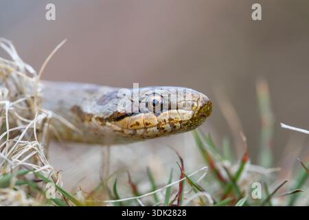 Smooth Snake; Coronella austriaca; Dorset; UK Foto Stock