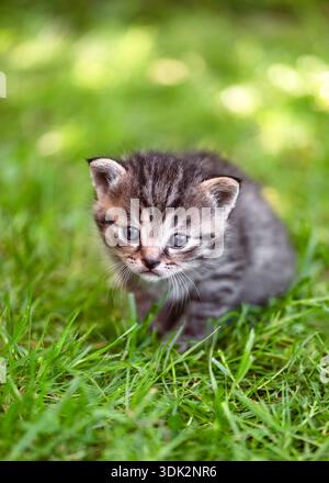Il gattino di due settimane (felis catus) seduto in erba verde fresca, sembra curioso e fragile. Ambiente naturale all'aperto con luce soffusa e poco profondo Foto Stock