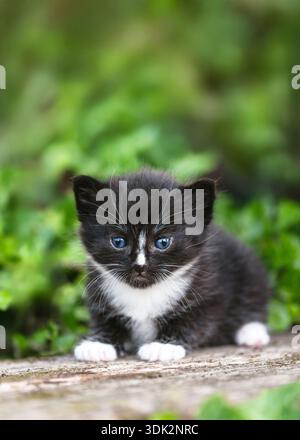 Gattino domestico bianco e nero (Felis catus) con intensi occhi blu seduti su scale in legno del giardino. Ambiente naturale agricolo con luce soffusa Foto Stock