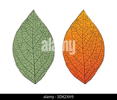 illustrazione dettagliata delle lamelle. foglia vettoriale verde e gialla Illustrazione Vettoriale
