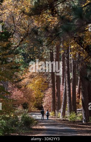 Coppia che cammina su un sentiero asfaltato nella Yosemite Valley, nel parco nazionale di Yosemite, California, Stati Uniti. Foto Stock