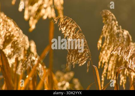 Asciugare le teste dei semi di erba canna in una retroilluminazione calda, primo piano Foto Stock
