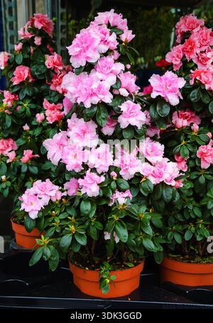 Vasi di fiori di azalea rosa in vendita nel negozio di fiori a Parigi (Francia). Foto Stock