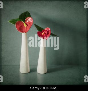 Due Anthurium rossi, fiori di fenicottero, in vaso bianco su sfondo testurizzato Foto Stock