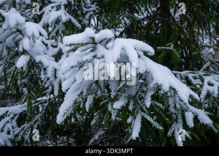 Primo piano di rami ricoperti di neve dell'abete rosso densamente ricoperti di neve bianca e soffice nella foresta invernale. Aghi verdi scuri e luminosi, h Foto Stock