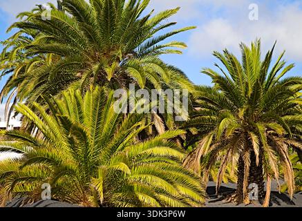Spagna, Isole Canarie, Lanzarote, Haria, palme, Foto Stock