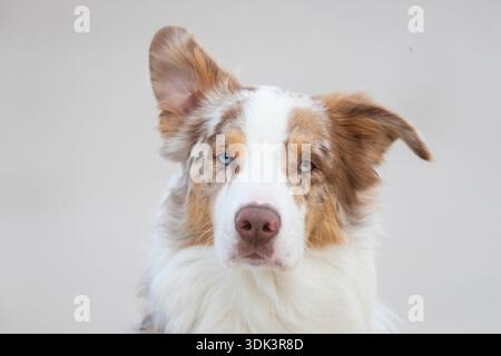 Pastore australiano, ritratto, Meclemburgo-Vorpommern, Germania Foto Stock