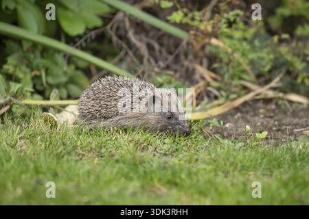 Riccio europeo (Erinaceus europaeus), cuccioli giovani in giardino in estate, Inghilterra, Regno Unito Foto Stock