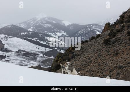 Due cani giocando nella neve Foto Stock