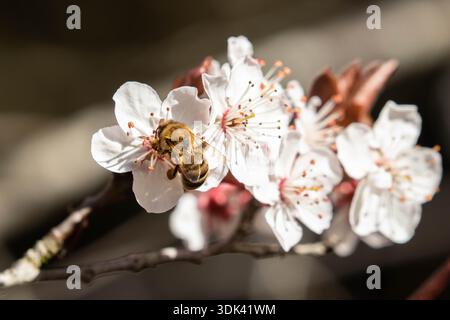 Honeybee su Apple Blossoms Foto Stock
