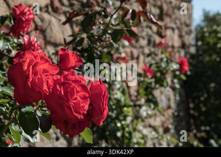 Fiori di rose rosse che fioriscono con pareti in pietra sullo sfondo Foto Stock