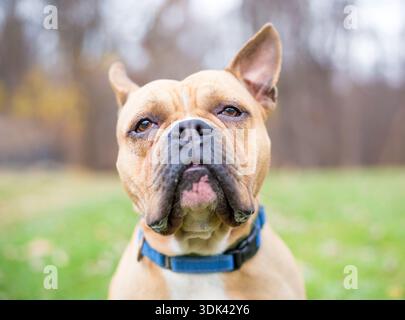 Un Bulldog francese di colore fawn di razza mista all'aperto con un'espressione scontrosa Foto Stock