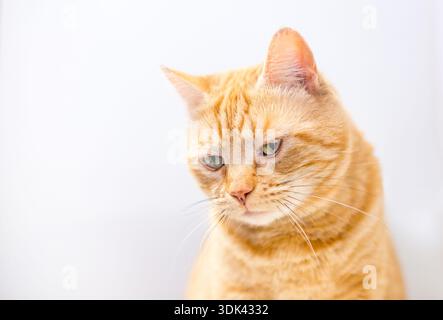 Un tabby arancione shorthair che guarda in basso con uno sfondo bianco Foto Stock