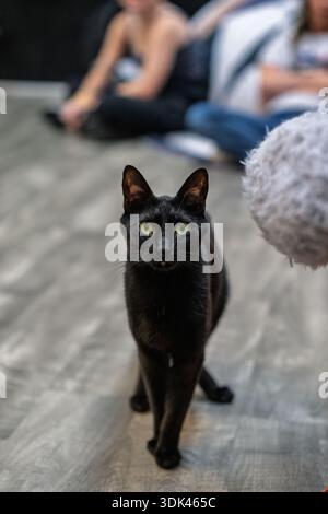 Un elegante gatto nero si ferma su un fresco pavimento grigio, fissando i suoi occhi verdi luminosi in avanti con uno sguardo incrollabile e intenso. Sullo sfondo morbido Foto Stock