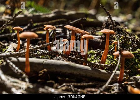 Gruppo di piccoli funghi nella foresta di Herchenhainer Höhe, Parco naturale di Vogelsberg, Assia Foto Stock
