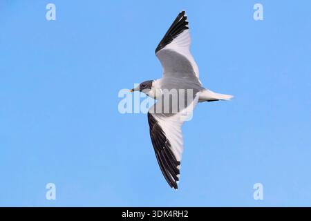 Il gabbiano di sabine (Xema sabini), che vola nel piumaggio riproduttivo nel cielo azzurro, Italia, Toscana, Porto mediceo Foto Stock