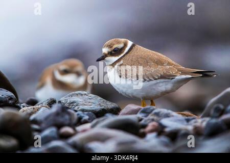 plover ad anello (Charadrius hiaticula), due amanti ad anello che si radunano su terreni rocciosi, Portogallo, Madeira, Machico Foto Stock