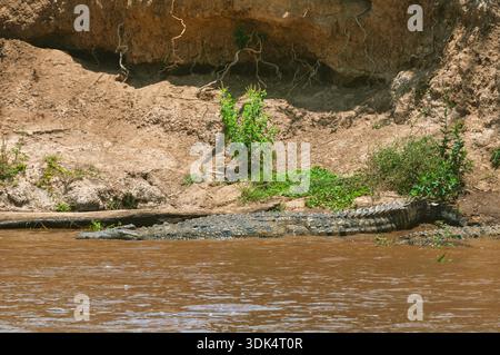 Coccodrillo del Nilo (Crocodylus niloticus), che riposa sulla riva del fiume, Kenya, Parco Nazionale Masai Mara Foto Stock